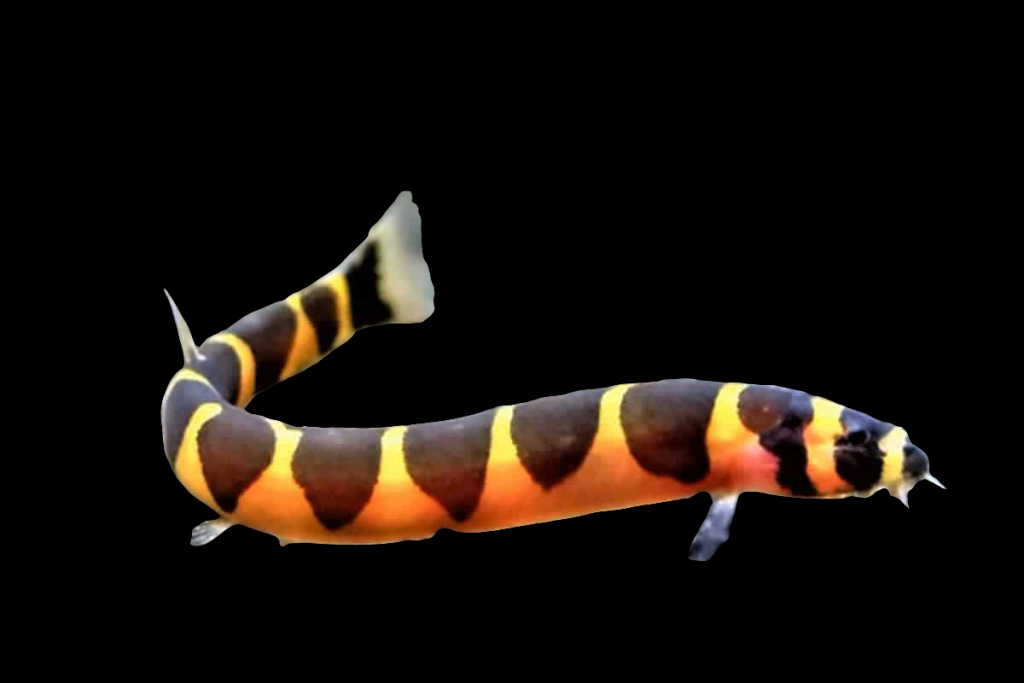 Loach One-Time Payment. Lifetime Deal.